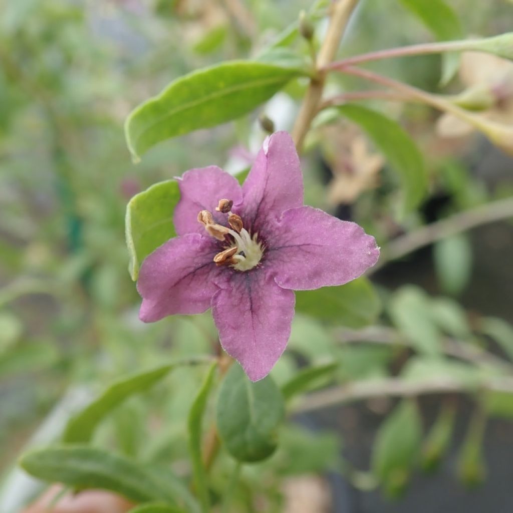 Lycium barbarum Gojidelys - Goji