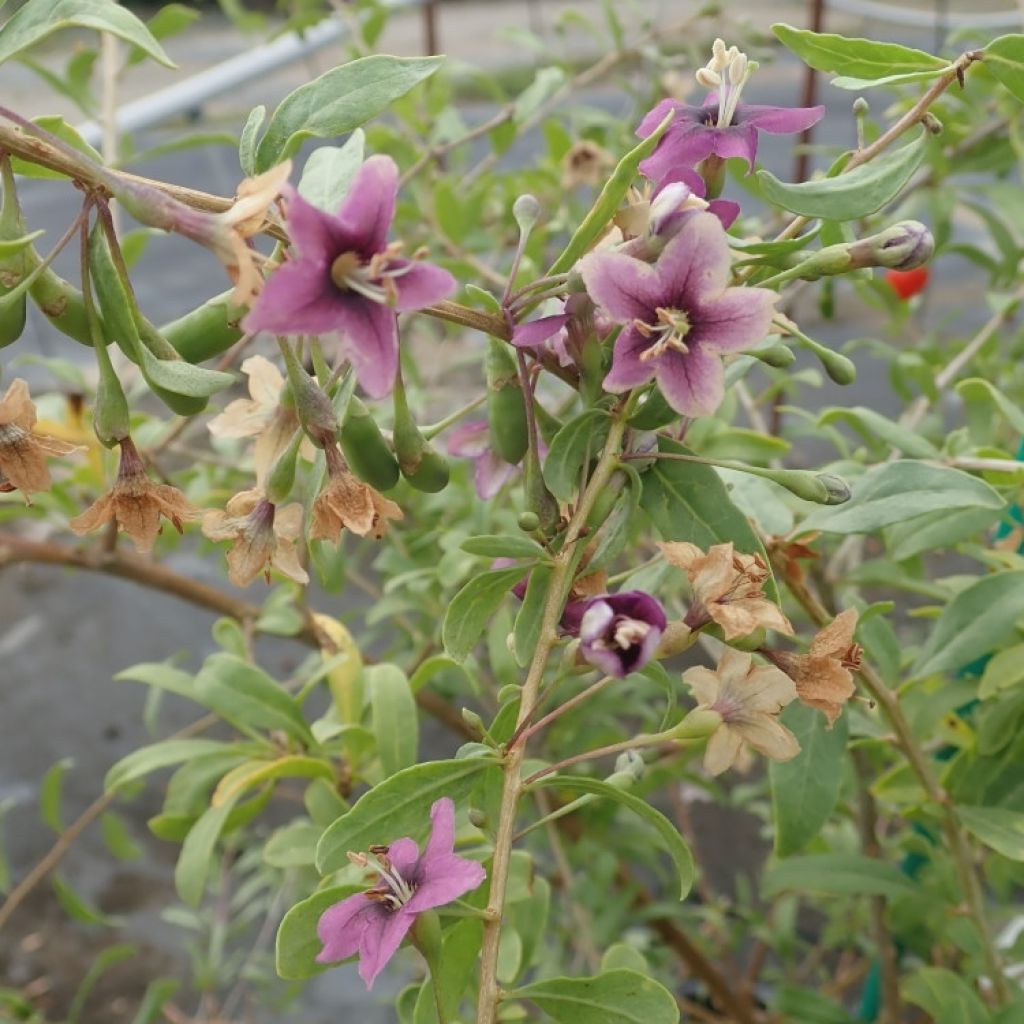 Lycium barbarum Gojidelys - Goji