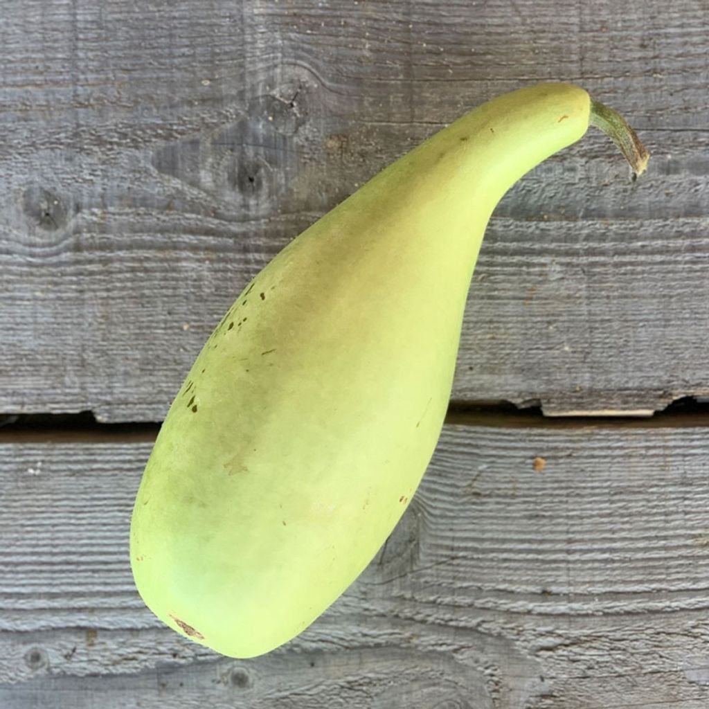Zucca bottiglia Poire à Poudre Bio - Ferme de Sainte Marthe