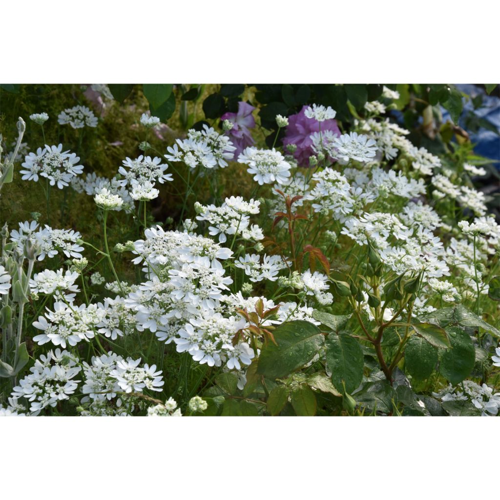 Orlaya grandiflora - Lappola bianca