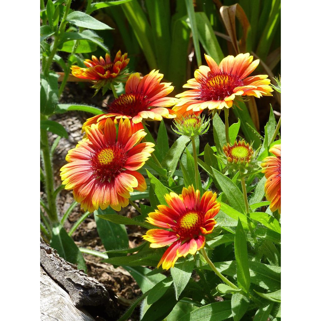 Gaillardia aristata Arizona Sun