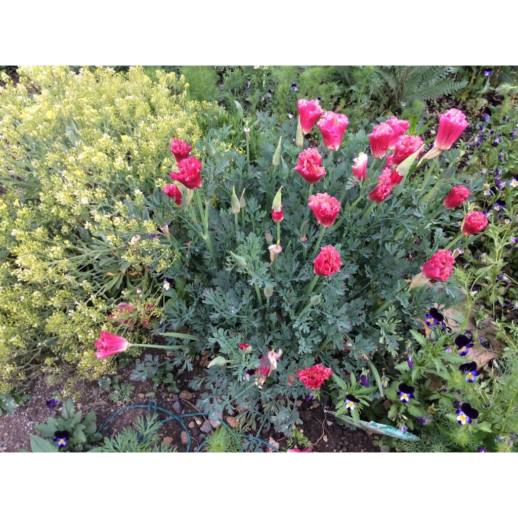 Eschscholzia Color Champagne and Roses - Papavero della California