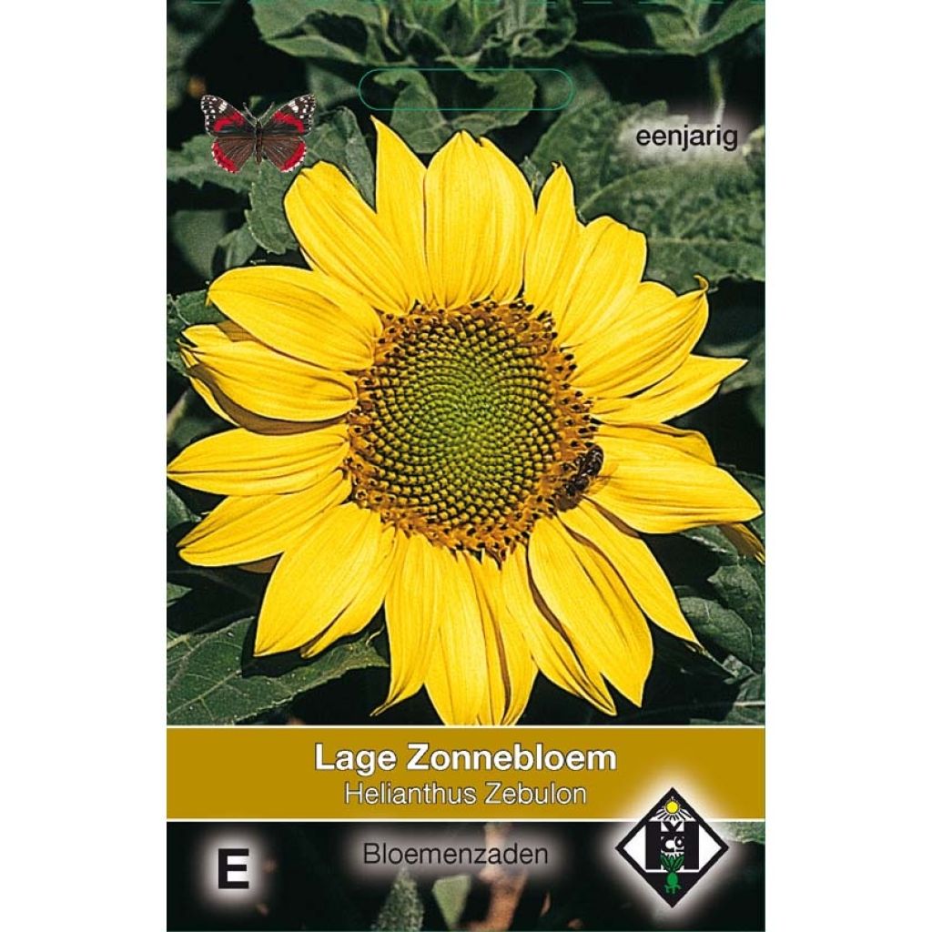 Girasole Zebulon