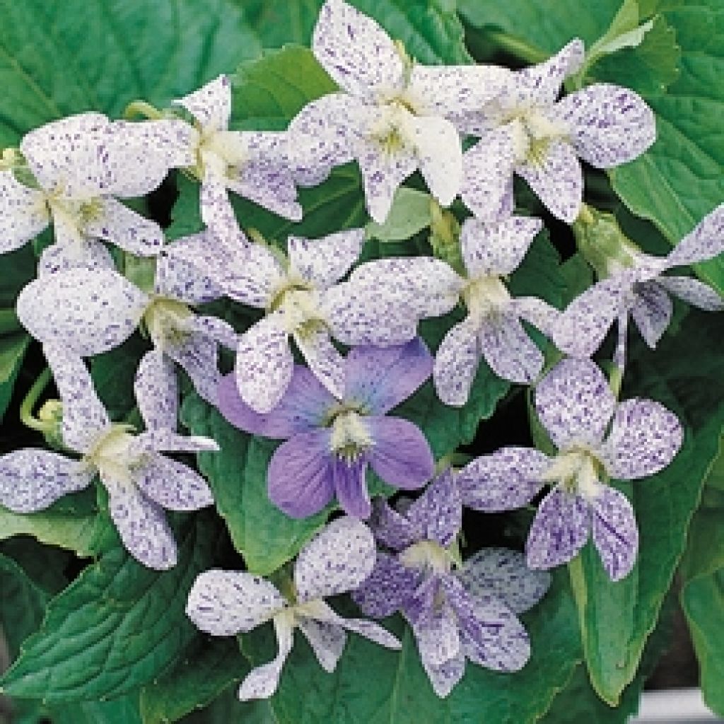 Viola sororia Freckles (semi) - Viola sorella