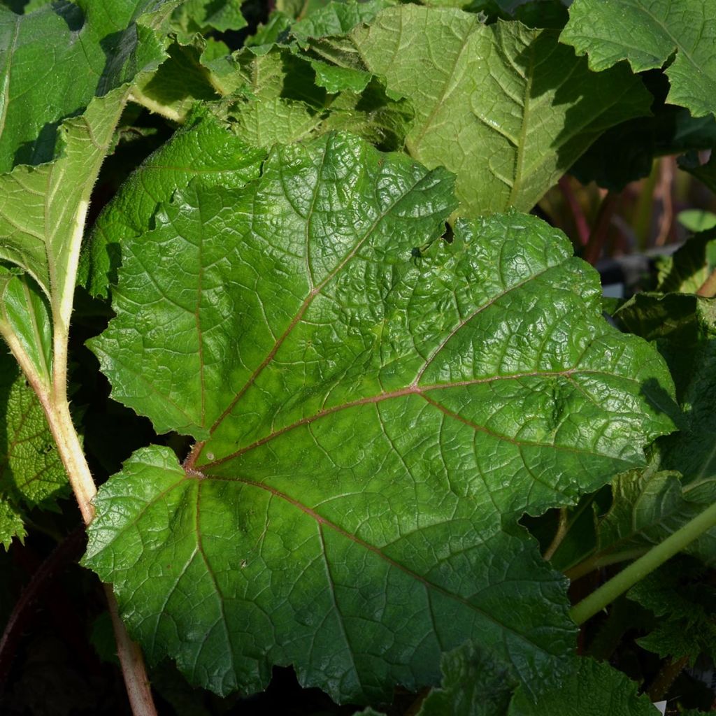 Gunnera manicata - Rabarbaro gigante del Brasile