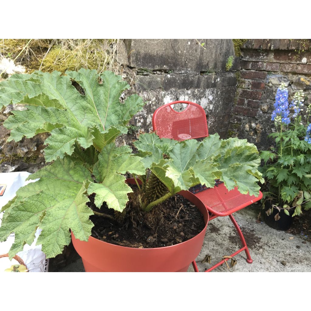 Gunnera manicata - Rabarbaro gigante del Brasile