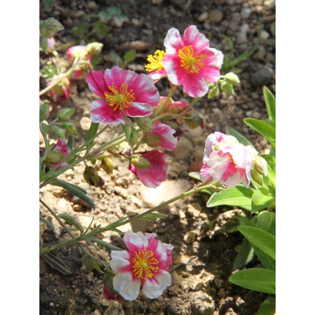 Helianthemum Raspberry Ripple - Eliantemo