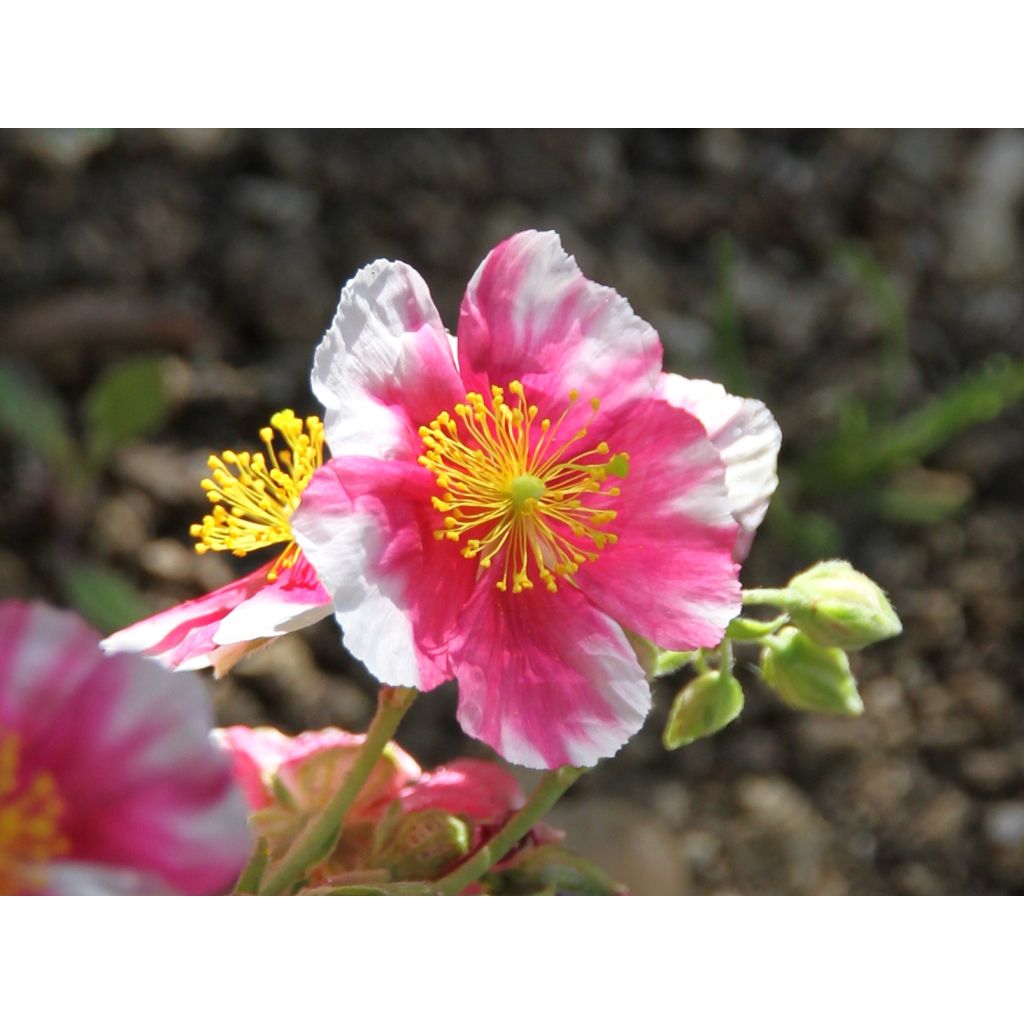 Helianthemum Raspberry Ripple - Eliantemo