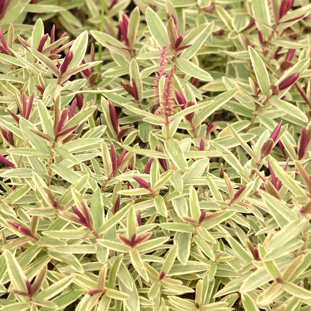 Hebe iBE Colour Dream - Veronica