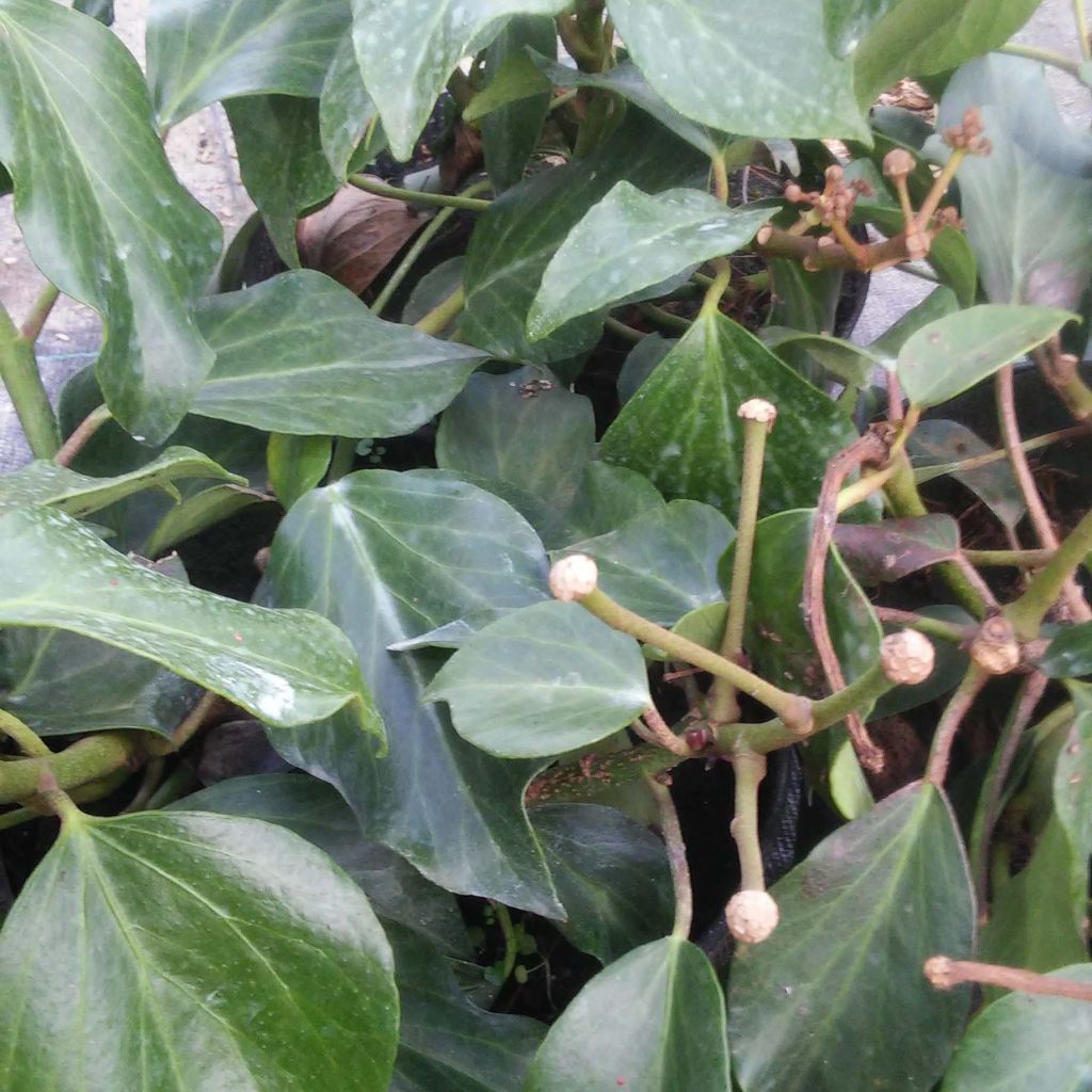Hedera colchica Arborescens - Edera
