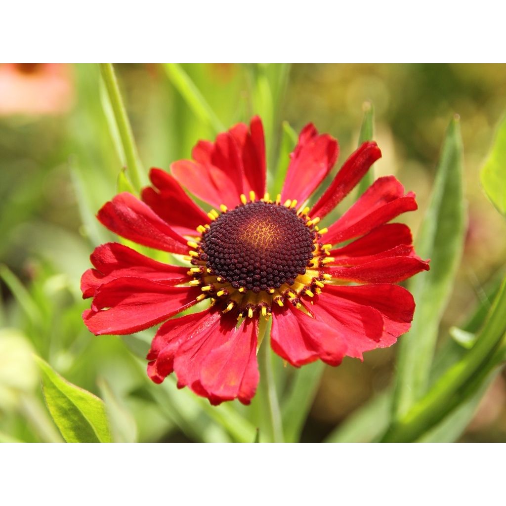 Helenium Kupferswerg