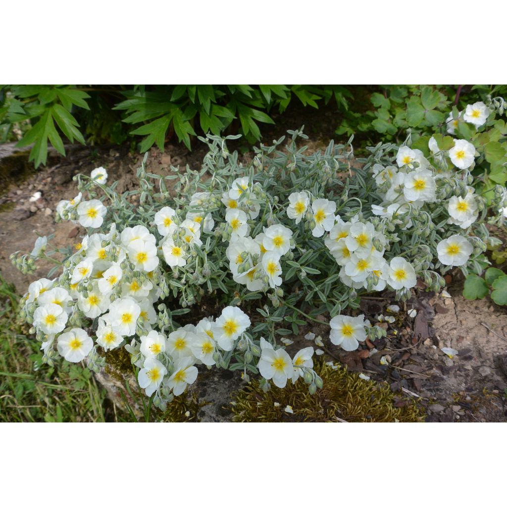 Helianthemum The Bride - Eliantemo