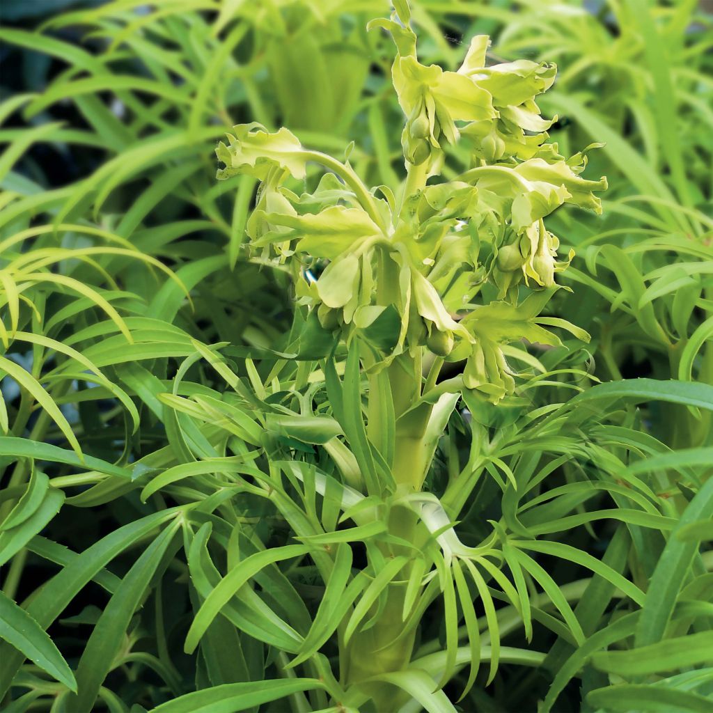 Helleborus foetidus Yellow - Elleboro puzzolente