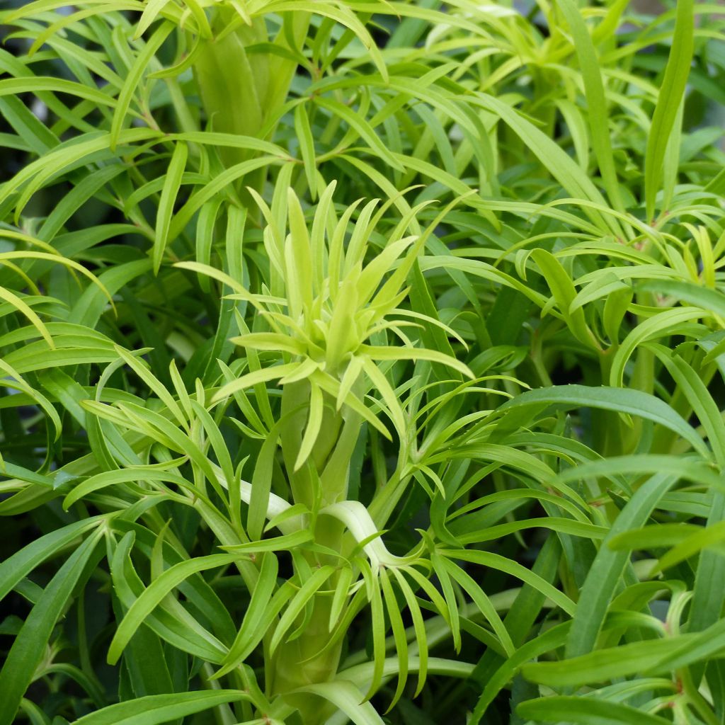 Helleborus foetidus Yellow - Elleboro puzzolente