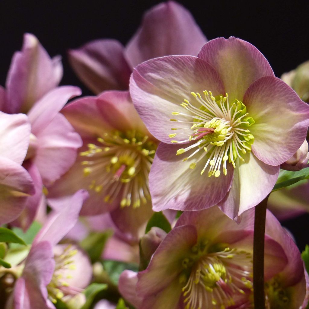 Helleborus HGC Ice N' Roses Pink - Elleboro