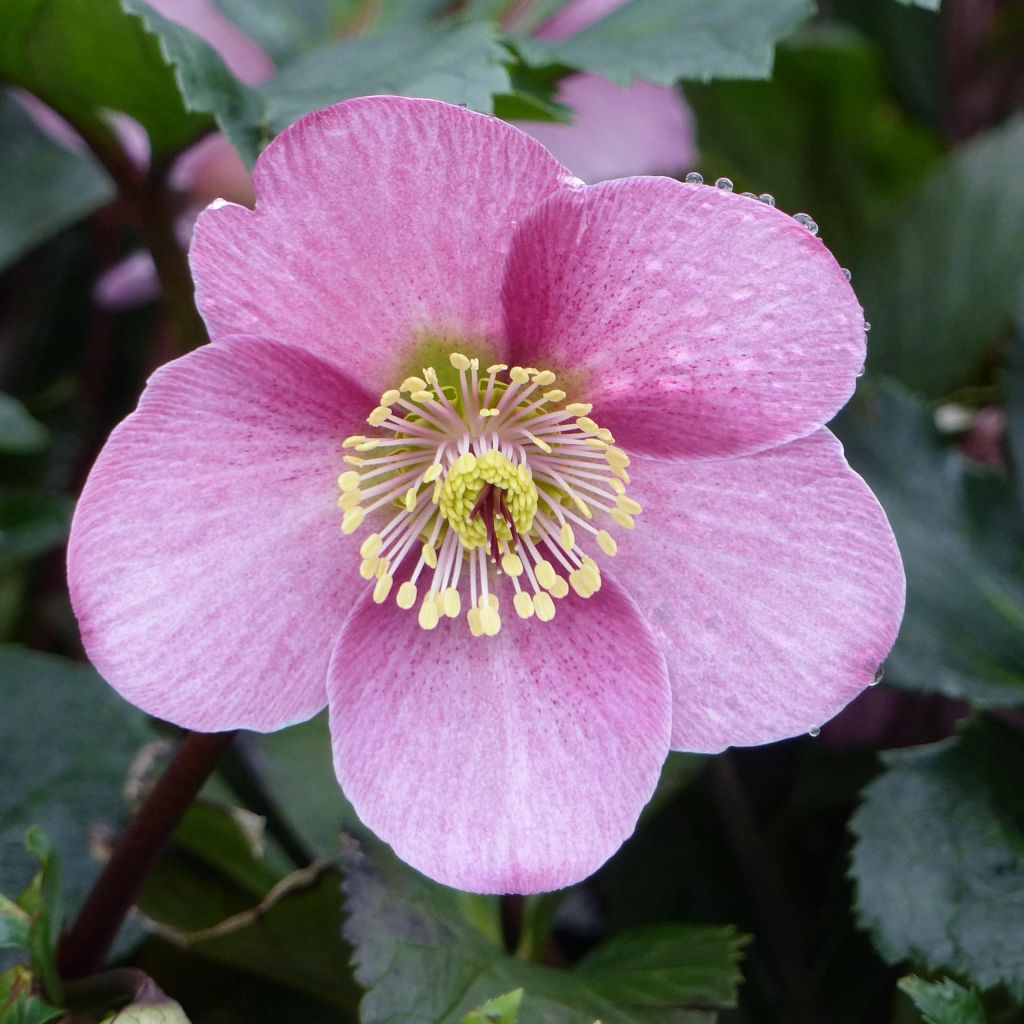 Helleborus Madame Lemonnier - Elleboro