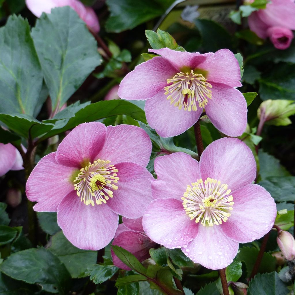 Helleborus Madame Lemonnier - Elleboro