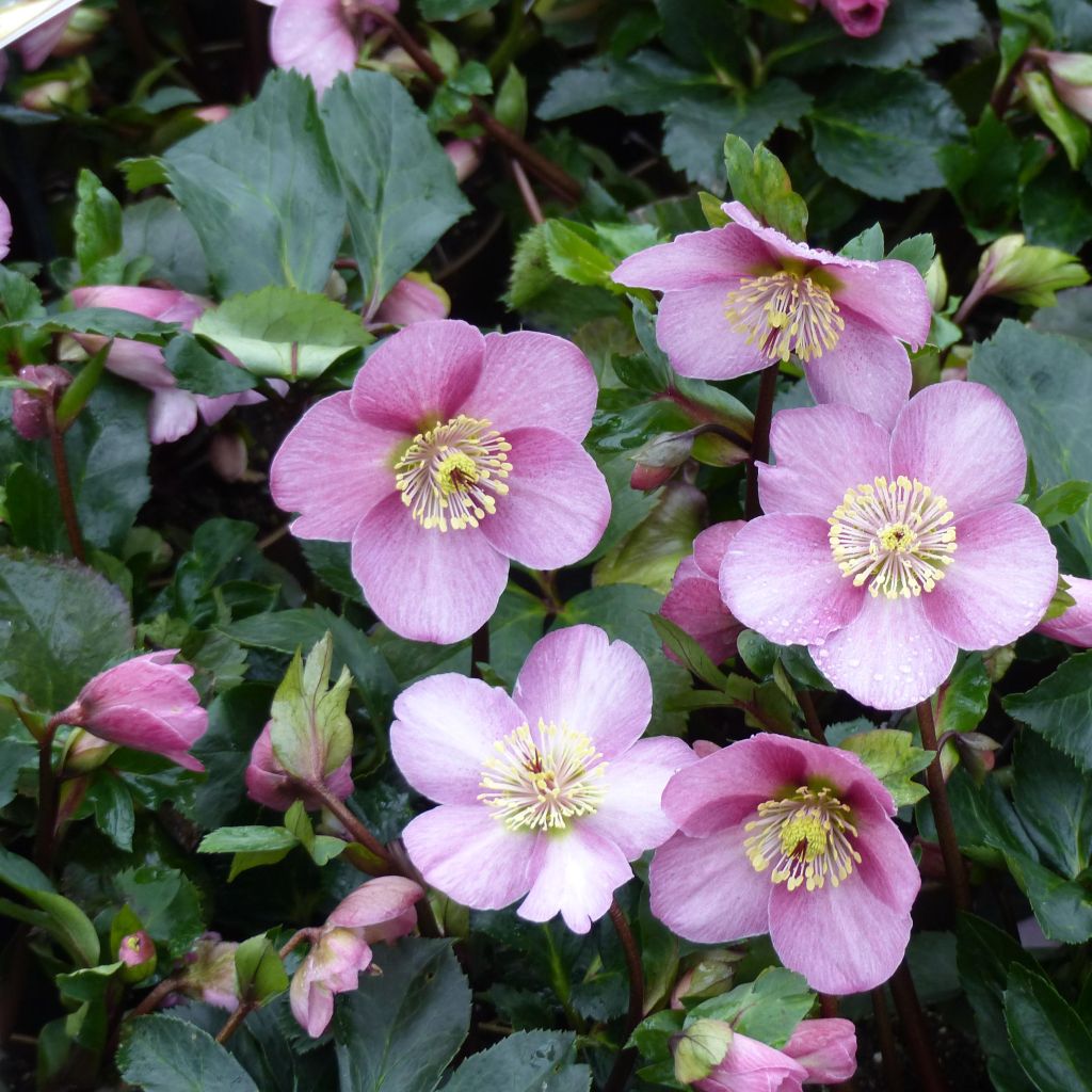 Helleborus Madame Lemonnier - Elleboro