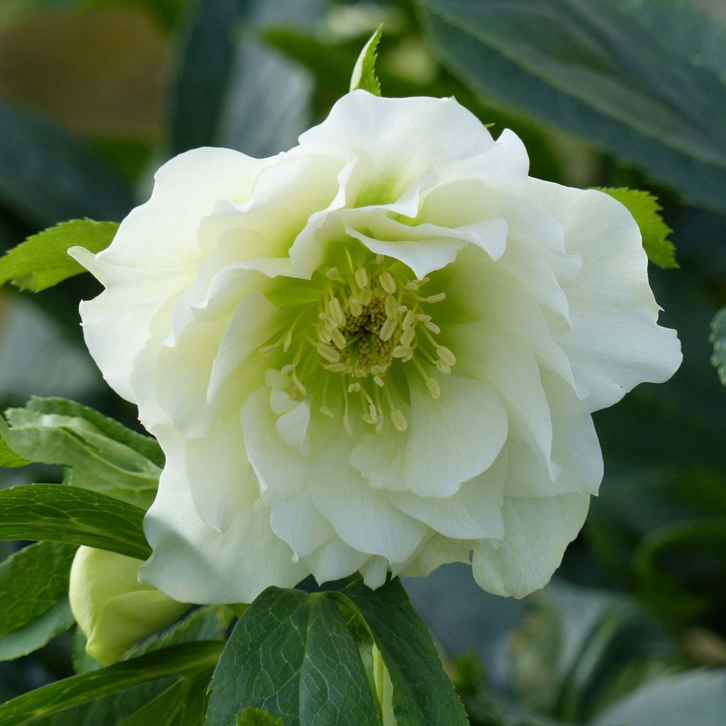 Helleborus Double White - Elleboro