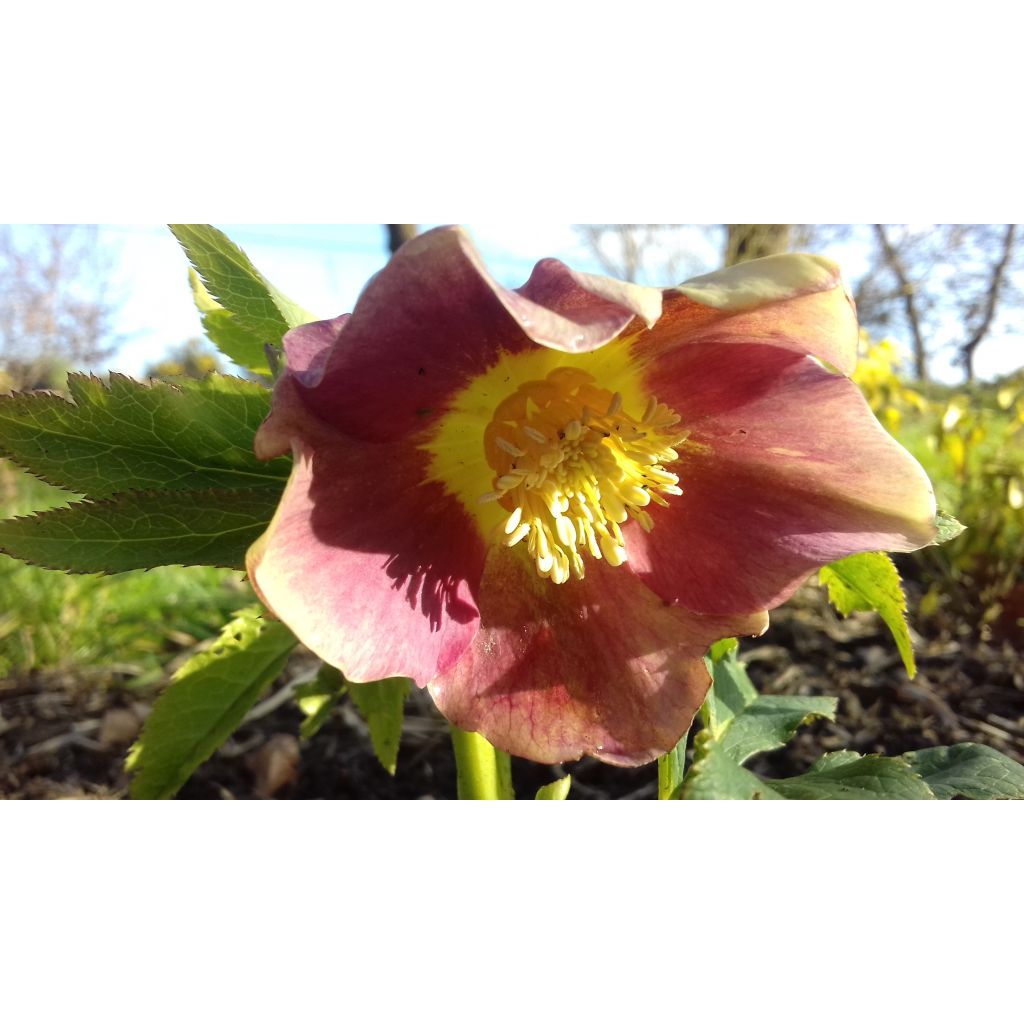 Helleborus Special Pink - Elleboro
