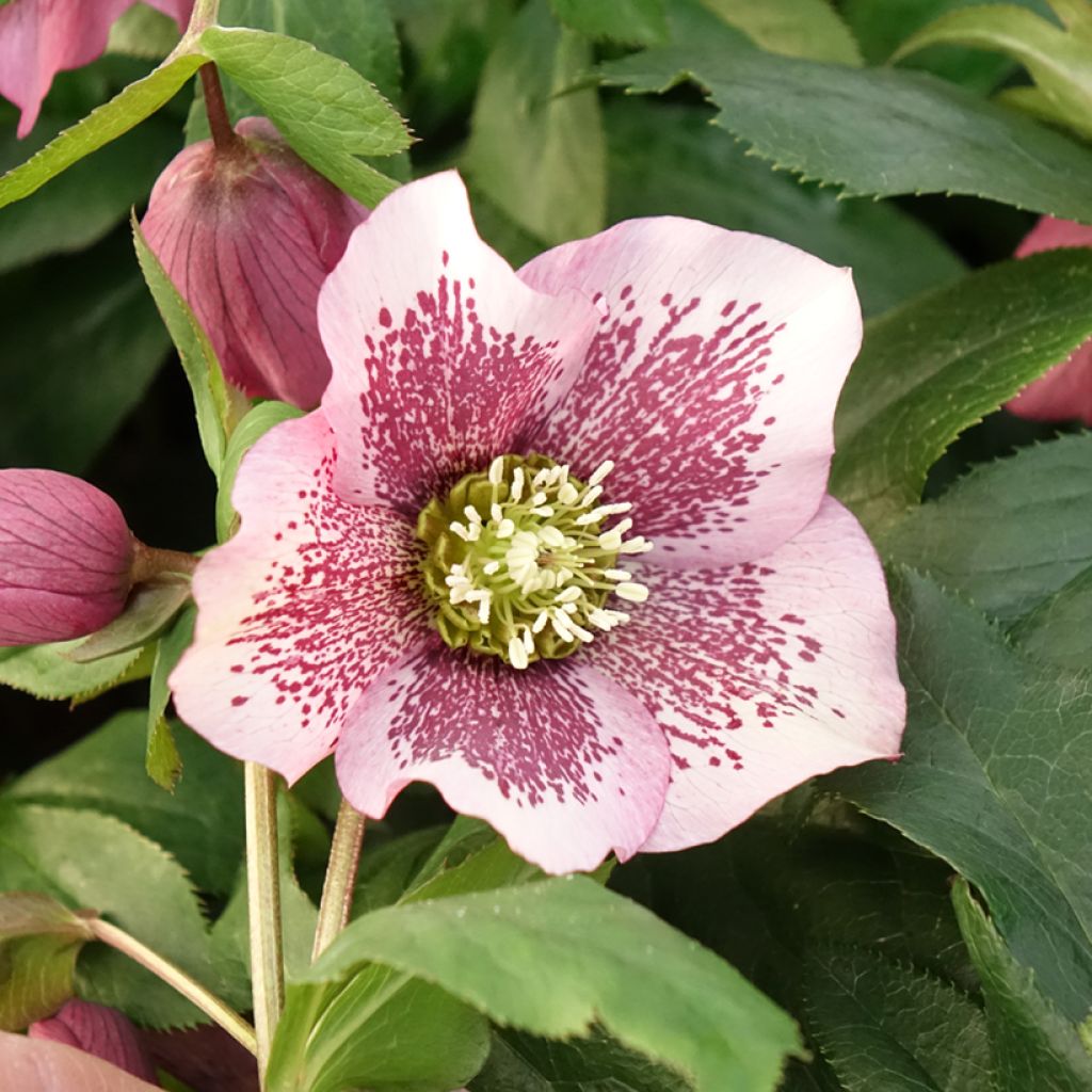 Helleborus ViV Celestina - Elleboro