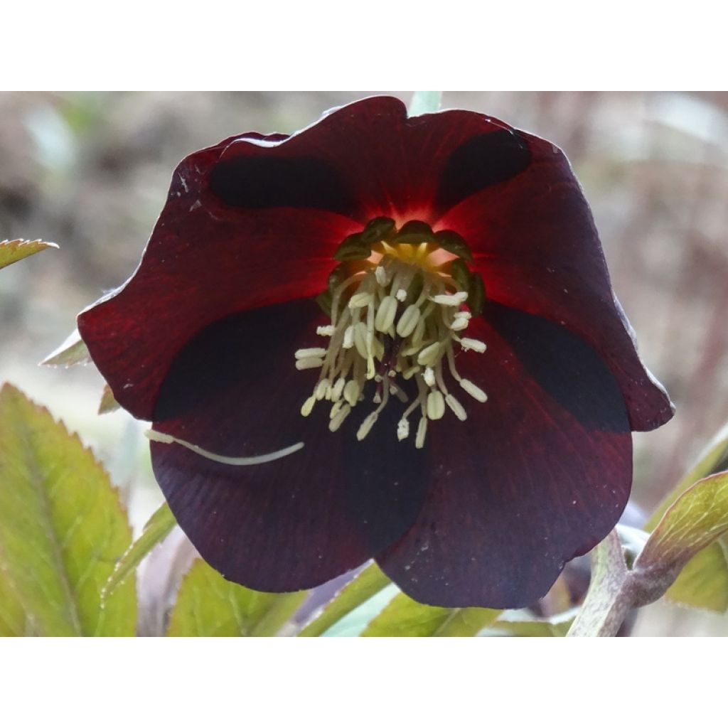 Helleborus Black - Elleboro