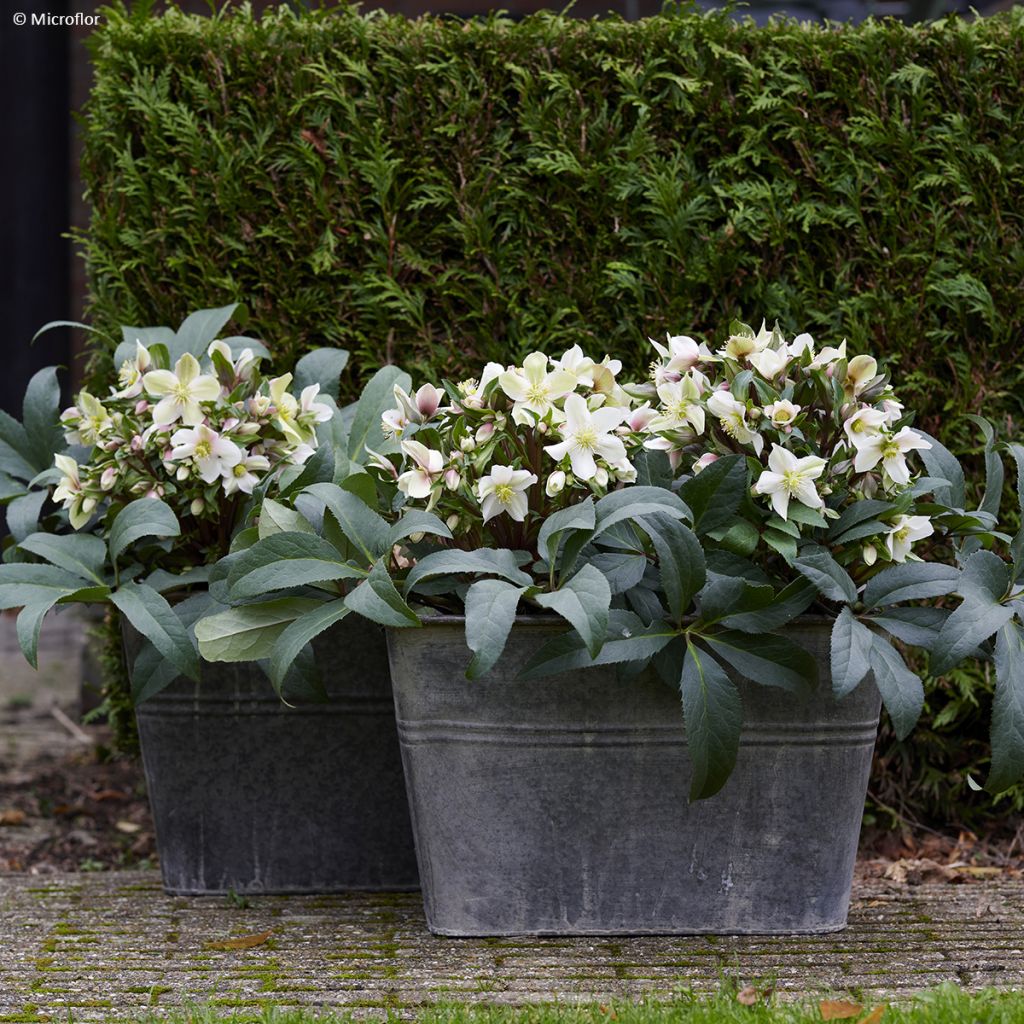Helleborus ViV Wanda - Elleboro
