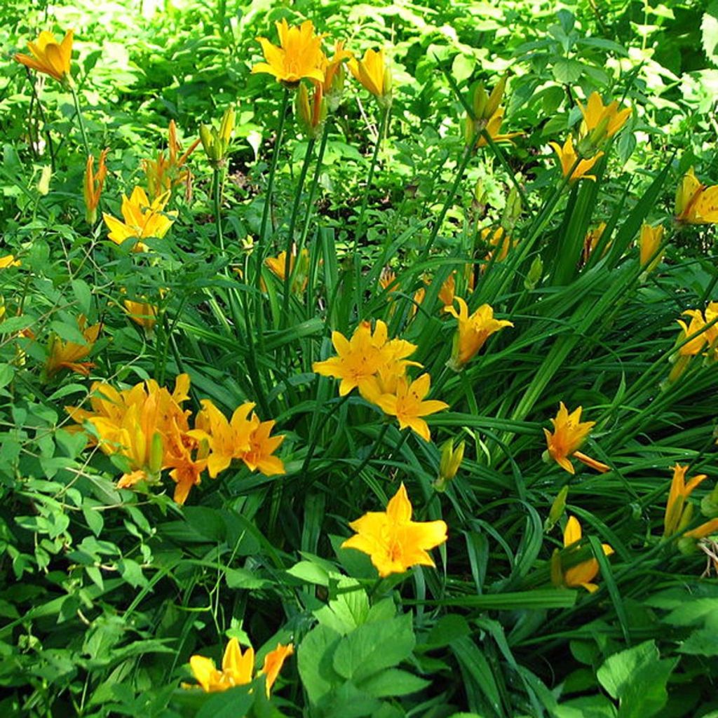 Hemerocallis middendorffii - Emerocallide