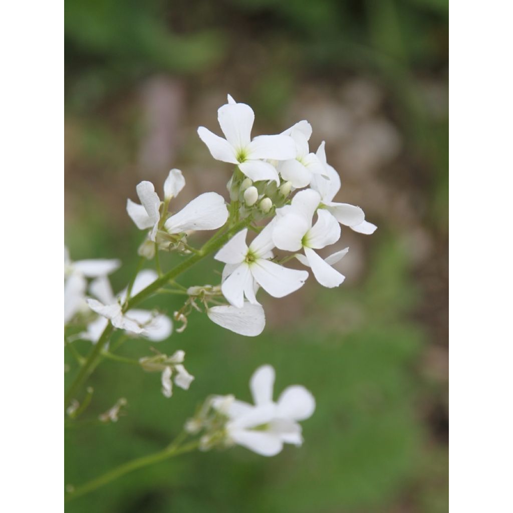 Hesperis matronalis Alba - Violaciocca antoniana bianca