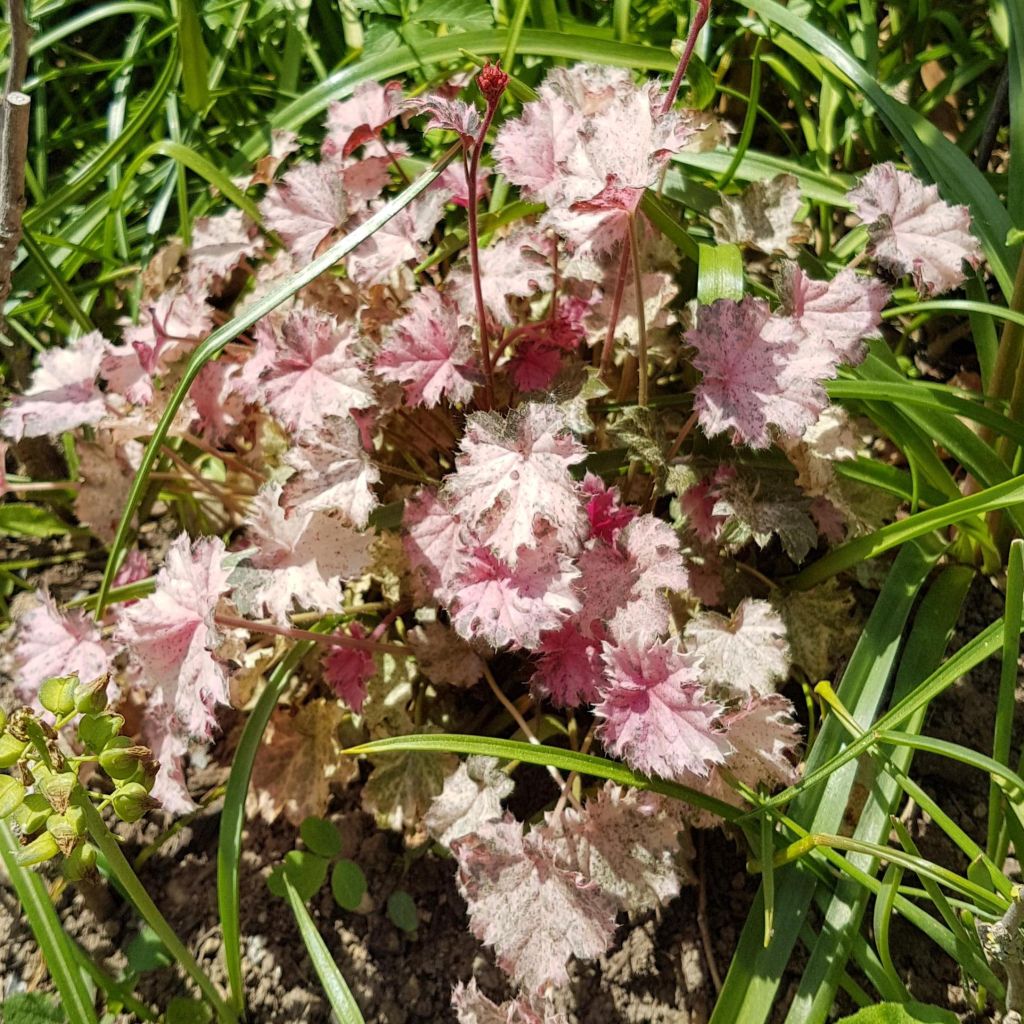 Heuchera Pinky Panky