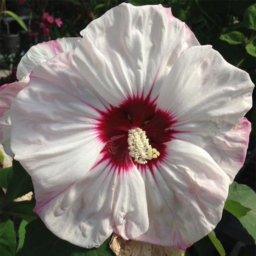 Hibiscus moscheutos Cherry Cheesecake - Ibisco palustre