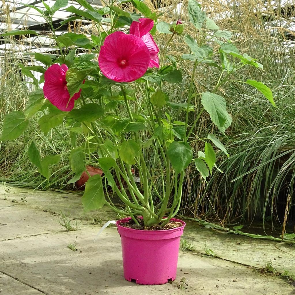Hibiscus moscheutos Rose - Ibisco palustre
