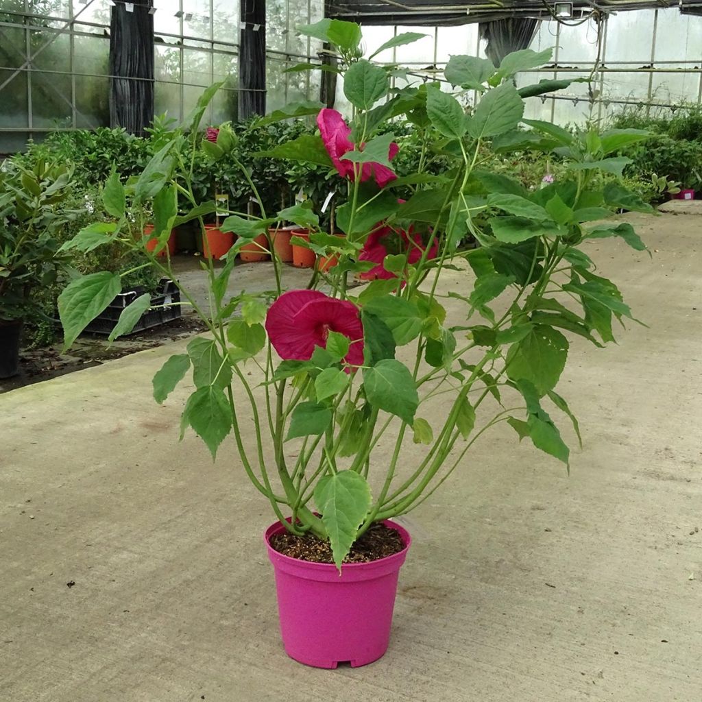 Hibiscus moscheutos Rose - Ibisco palustre