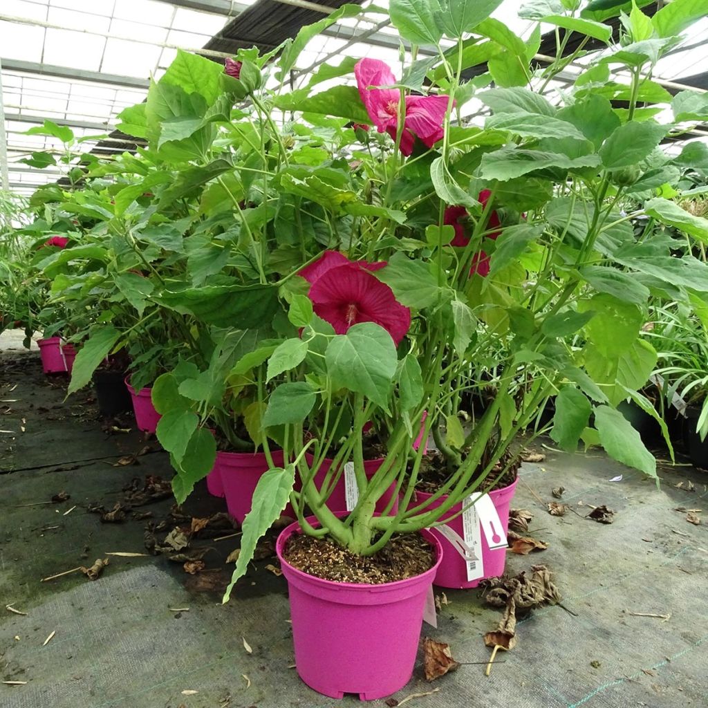 Hibiscus moscheutos Rose - Ibisco palustre