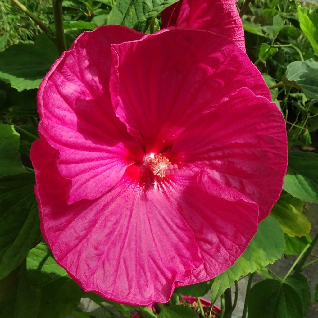 Hibiscus moscheutos Rose - Ibisco palustre