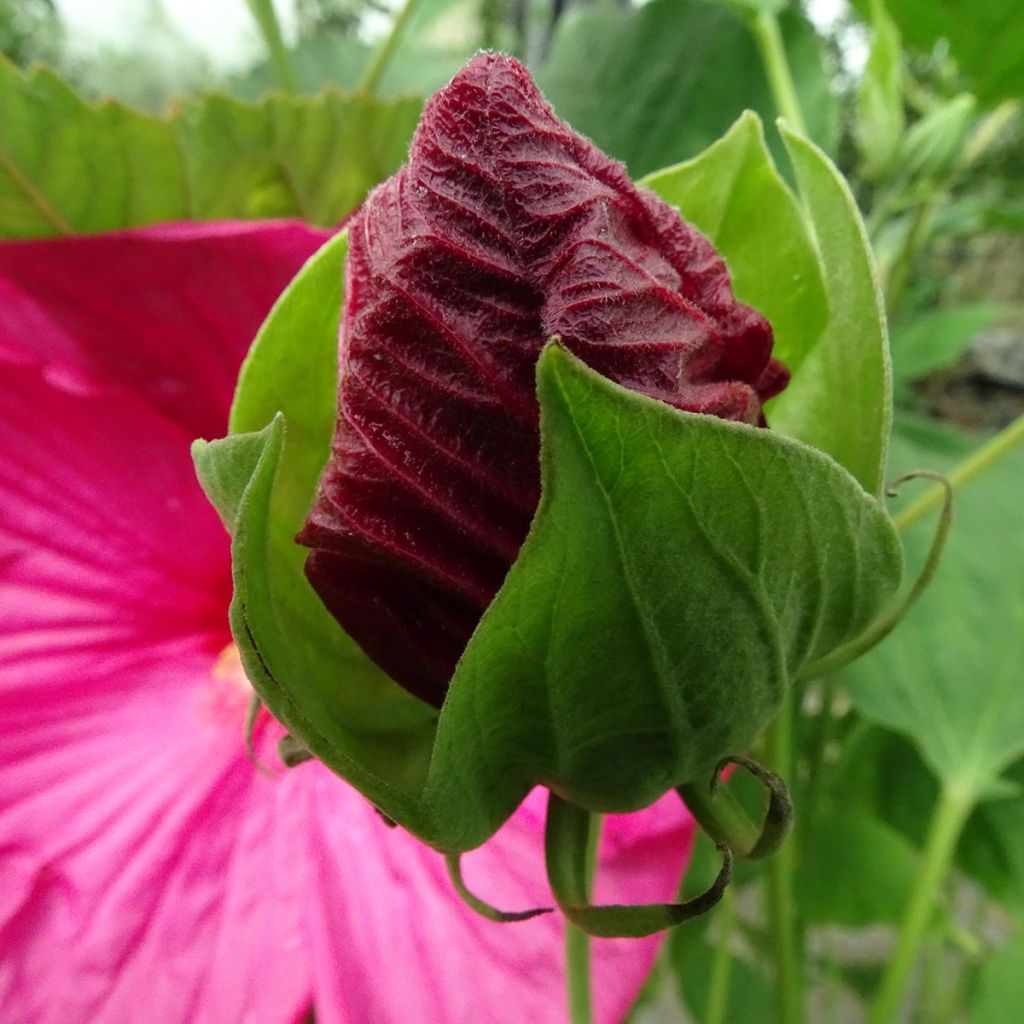 Hibiscus moscheutos Rose - Ibisco palustre