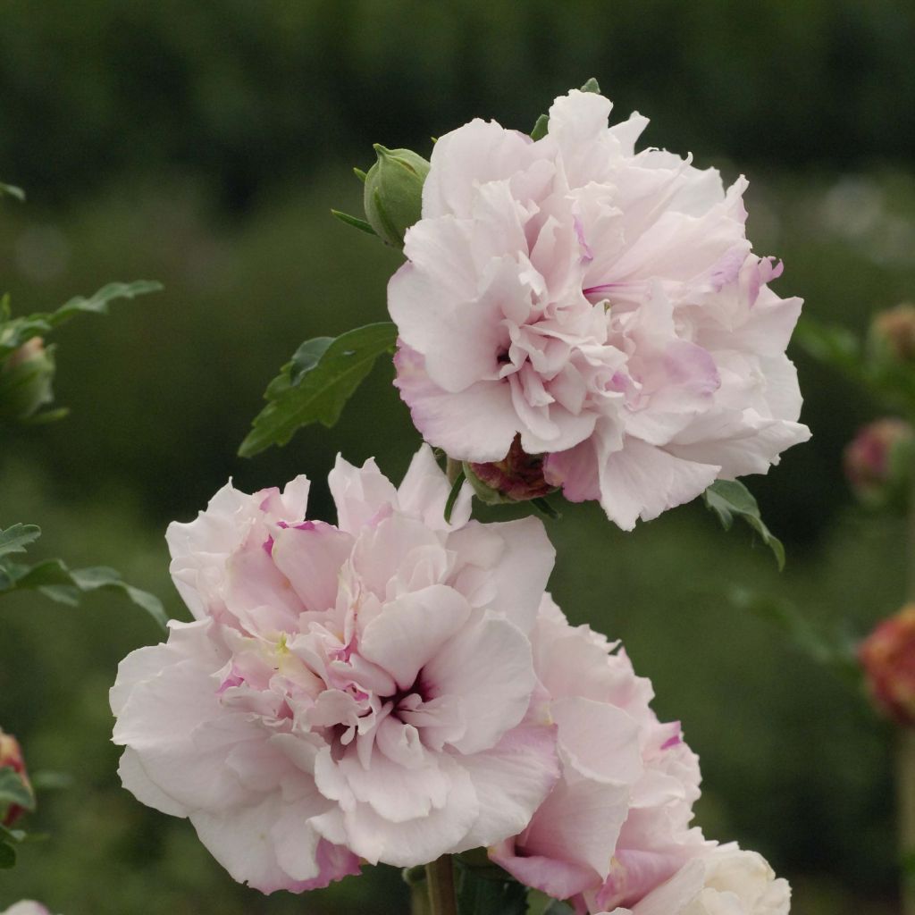 Hibiscus syriacus French Cabaret Pastel - Ibisco