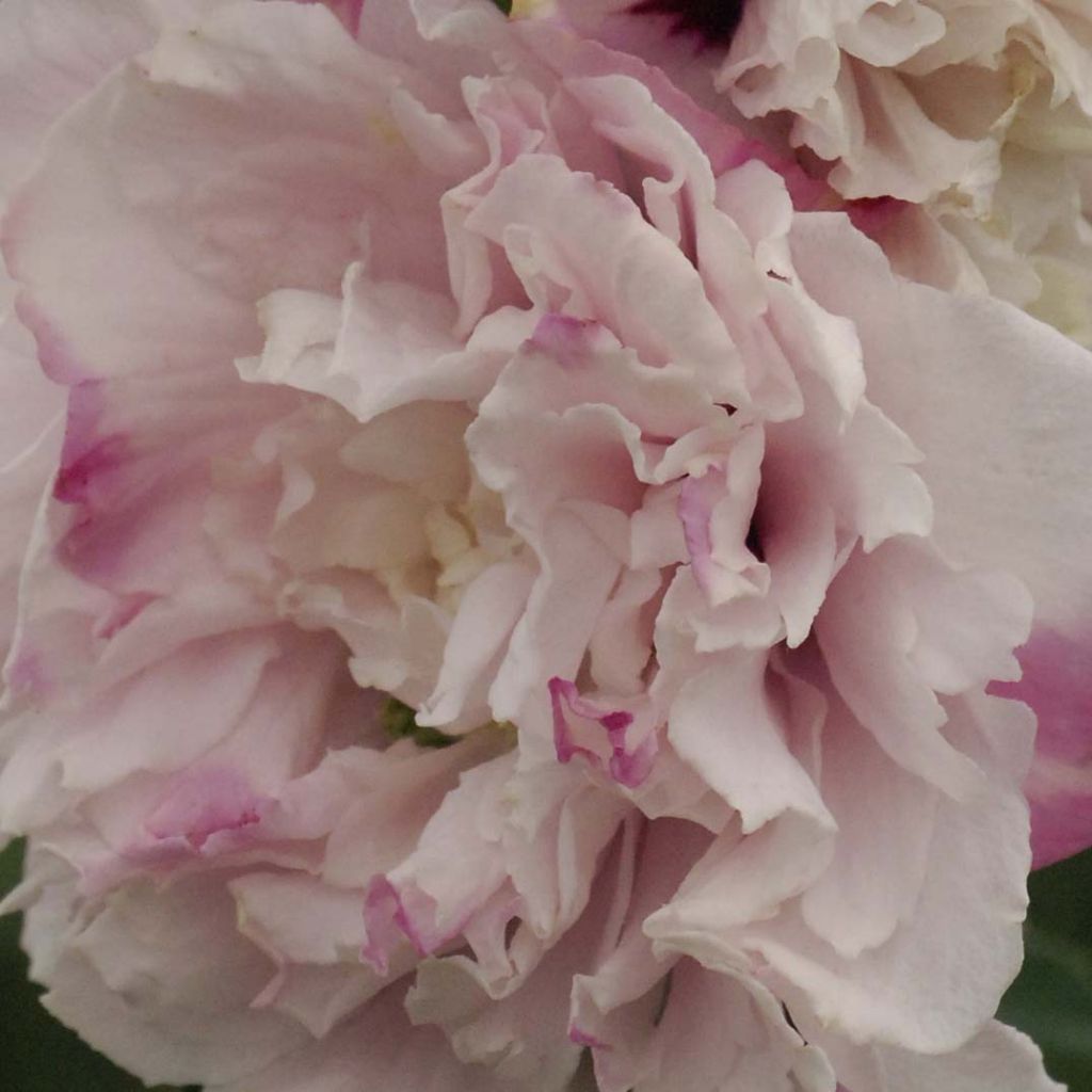 Hibiscus syriacus French Cabaret Pastel - Ibisco