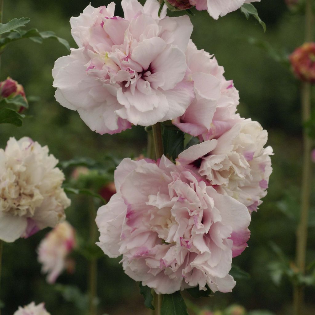 Hibiscus syriacus French Cabaret Pastel - Ibisco