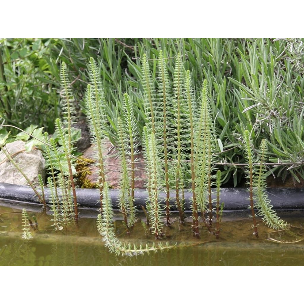Hippuris vulgaris - Coda di cavallo acquatica