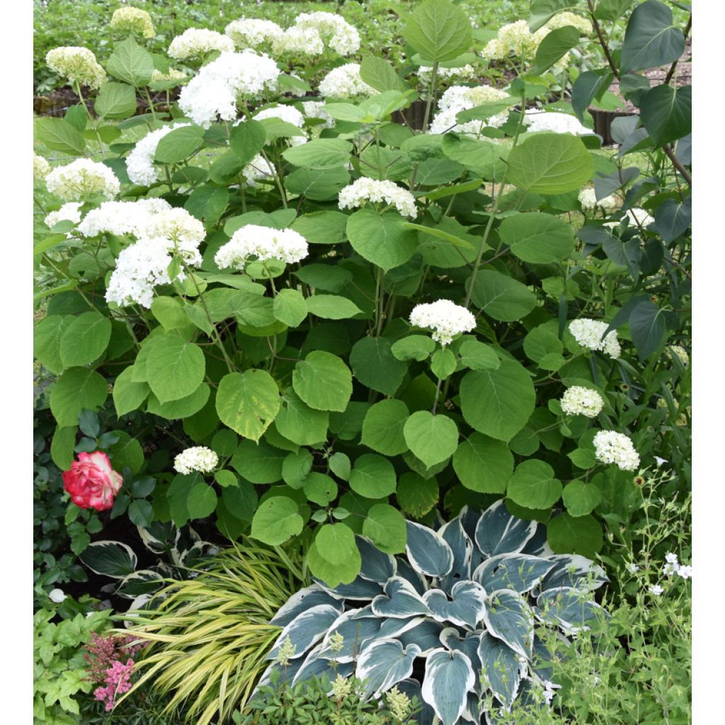 Hydrangea arborescens Annabelle - Ortensia