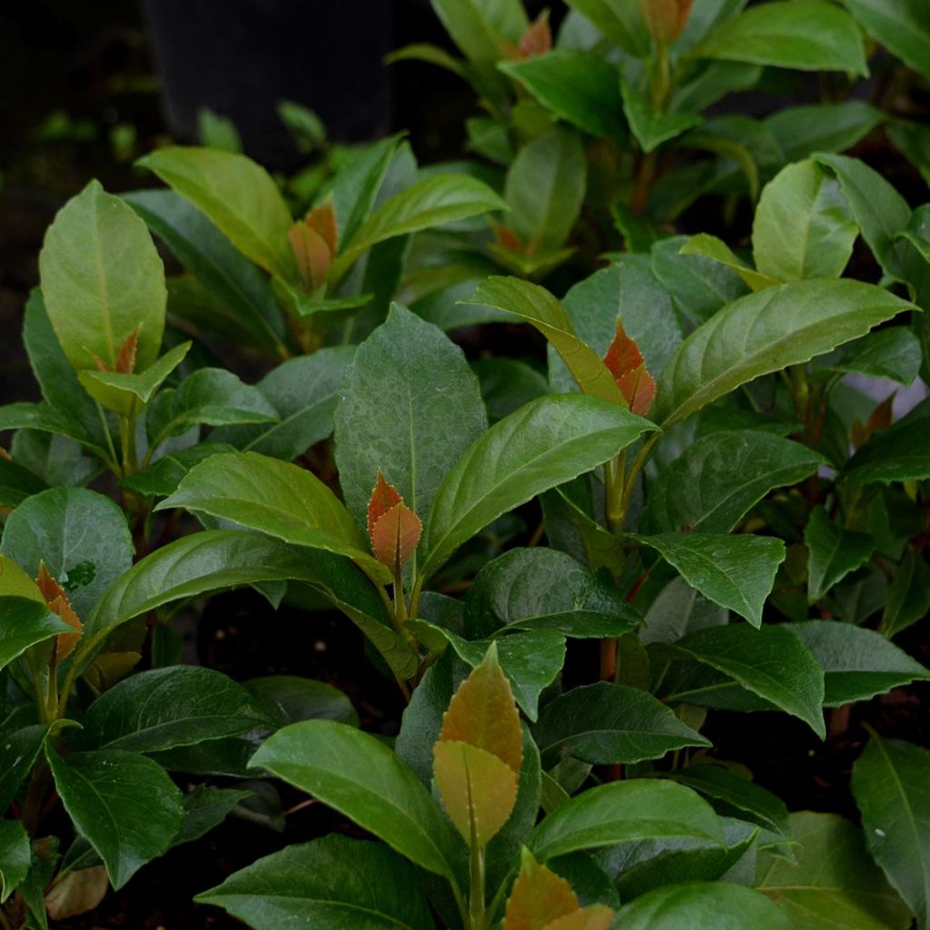 Hydrangea seemanii - Ortensia rampicante