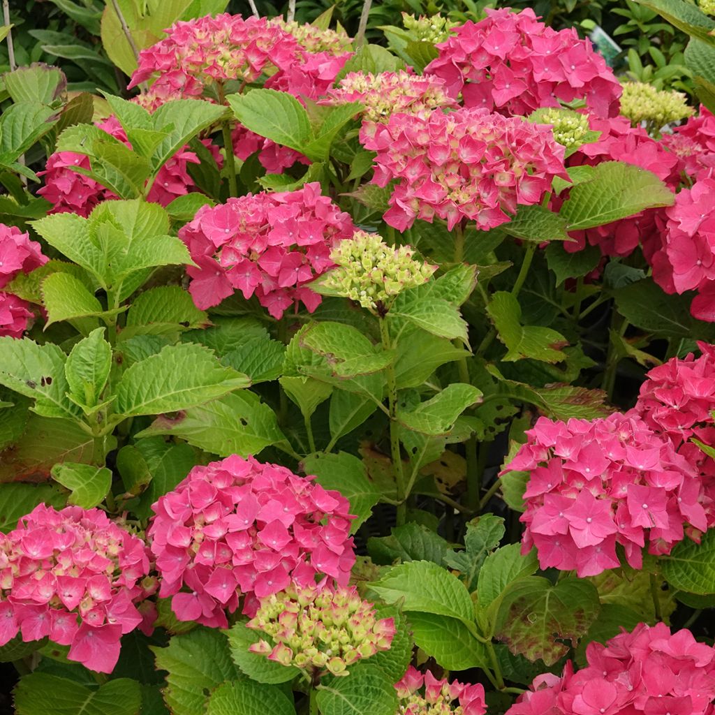 Hydrangea macrophylla Glowing Amber - Ortensia