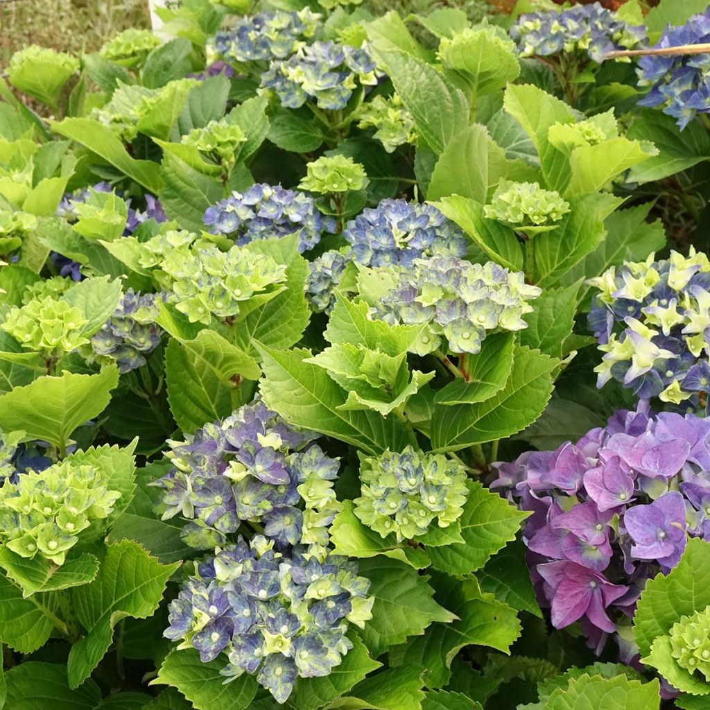 Hydrangea macrophylla Lady Mata Hari - Ortensia