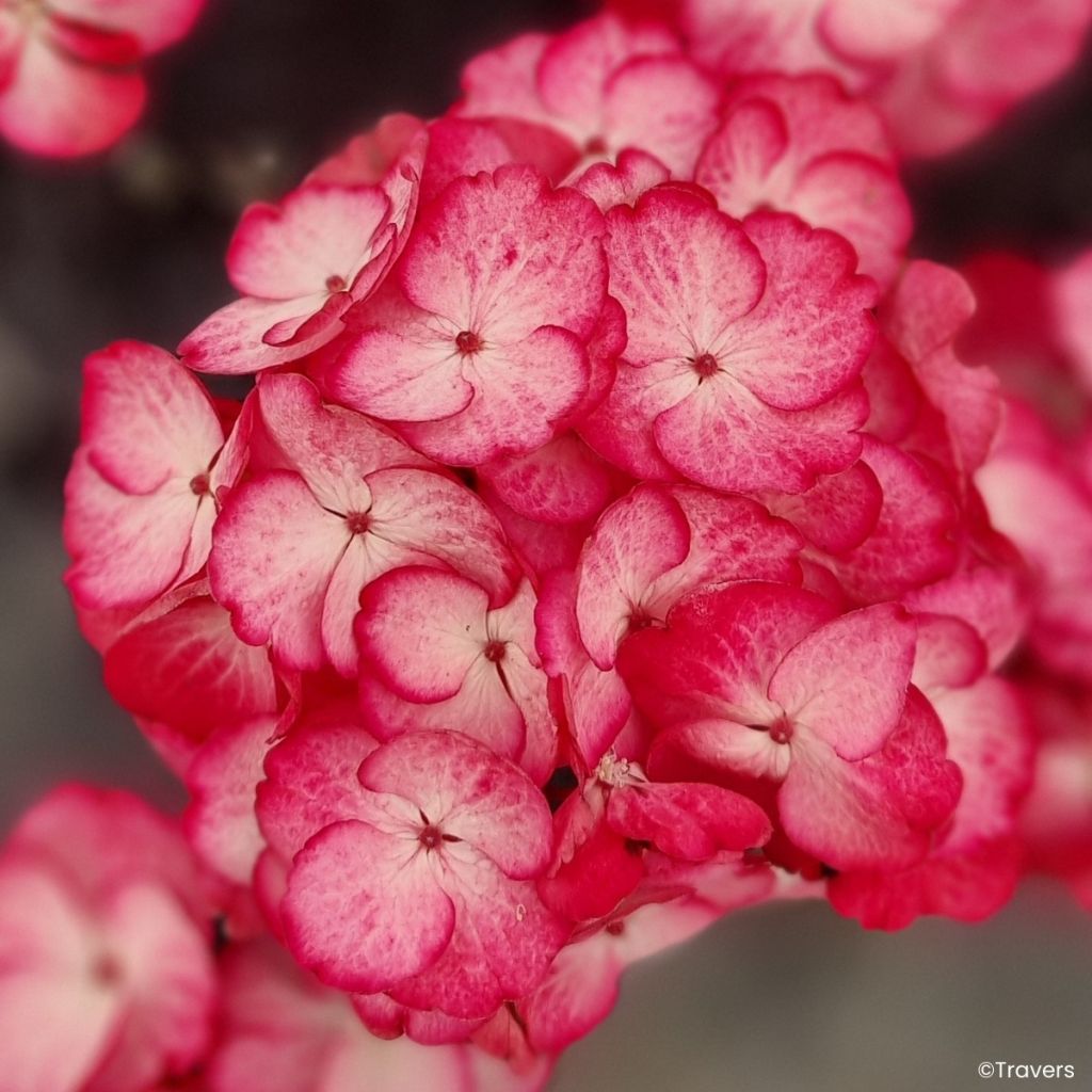 Ortensia macrophylla x serrata Black Velvet Darbi
