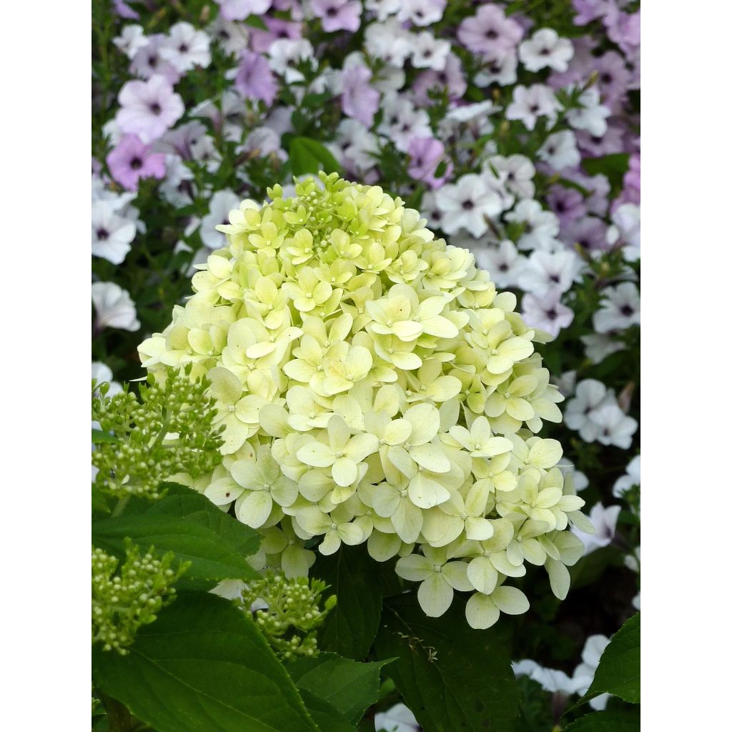 Hydrangea paniculata Limelight - Ortensia paniculata