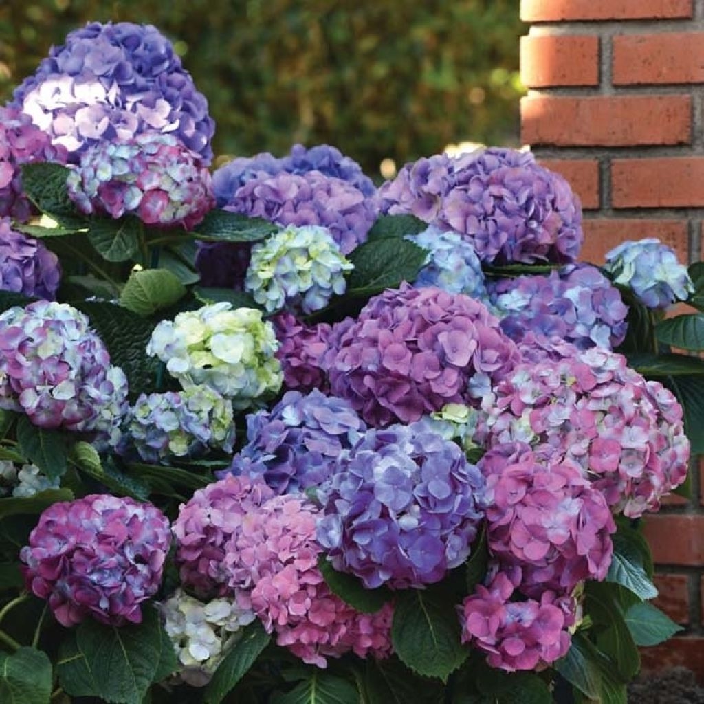 Hydrangea macrophylla L.A Dreamin - Ortensia