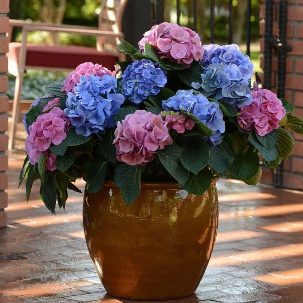 Hydrangea macrophylla L.A Dreamin - Ortensia