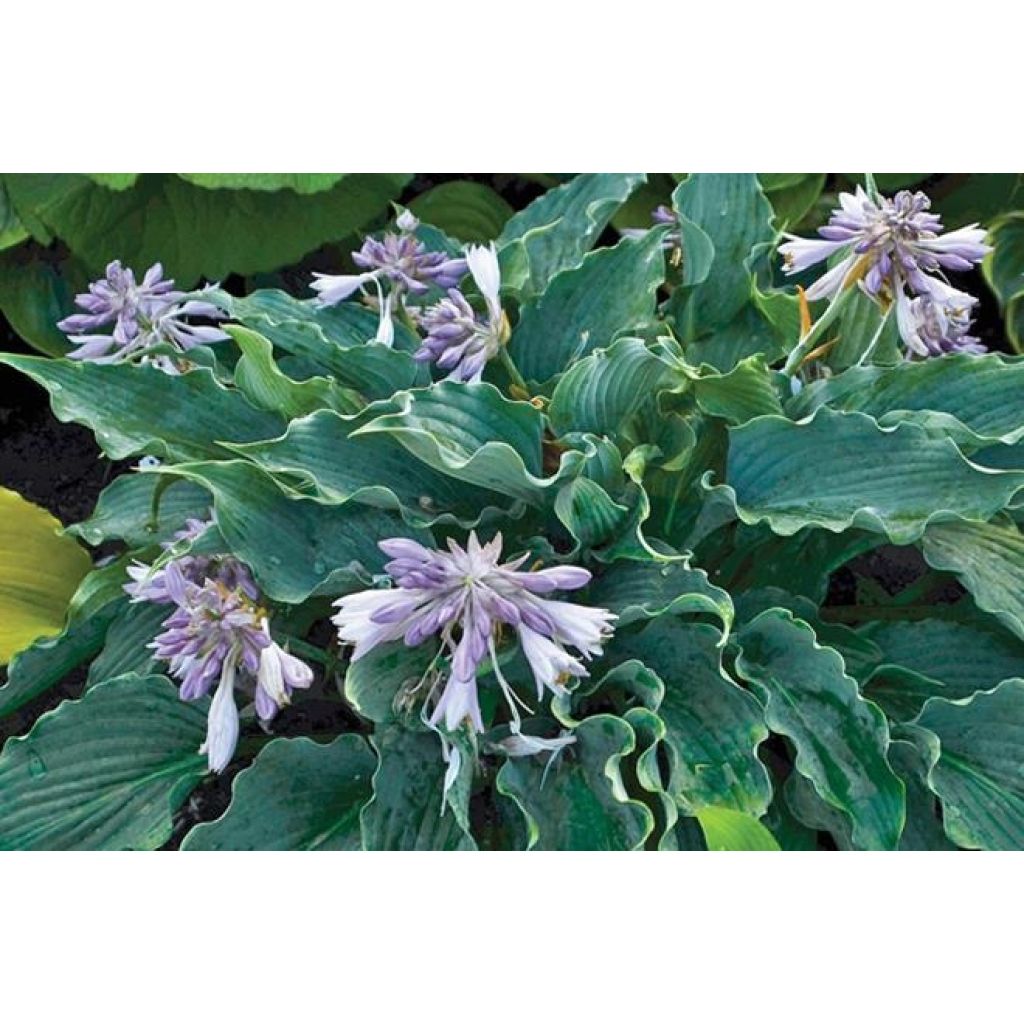 Hosta Waterslide