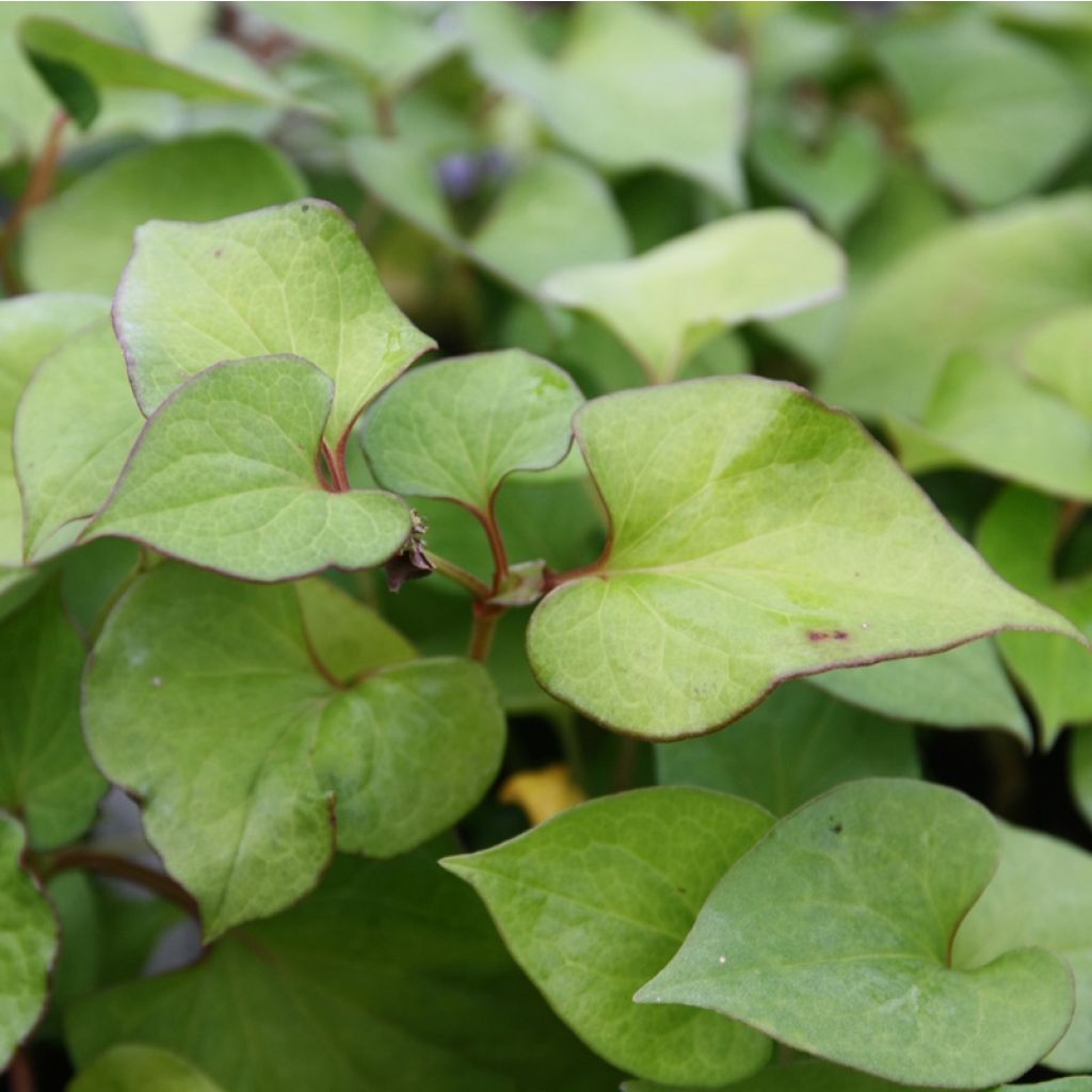 Houttuynia cordata - Pianta camaleonte